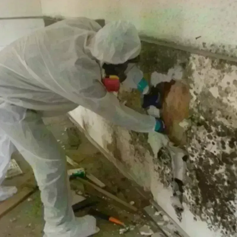 Mold Remediation and Removal in Waianae, HI